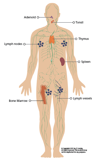 ImmuneSystemDiagram – Immunodeficiency Canada